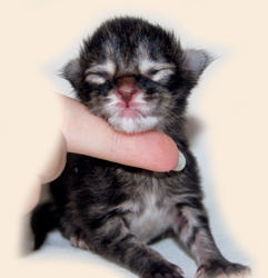      Catsvill County